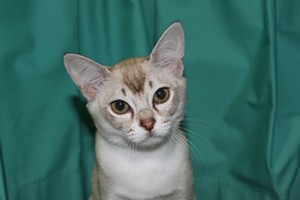 Wiltshire & District Cat Club Show 2009 Pictures by Paul Marshall